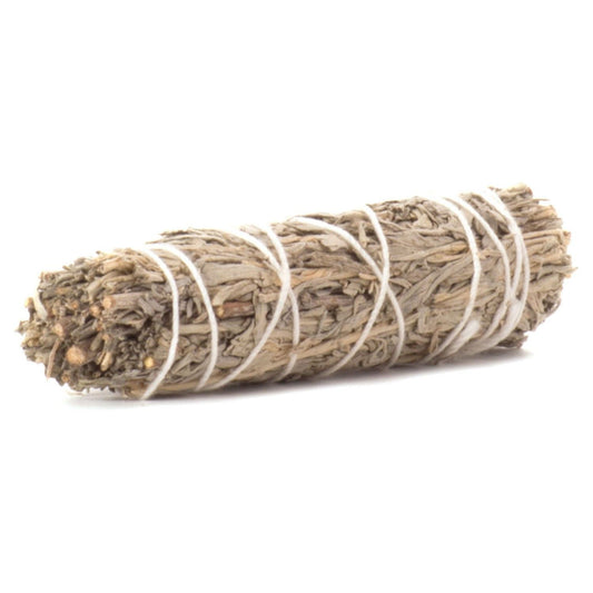 Blue Sage 10 cm