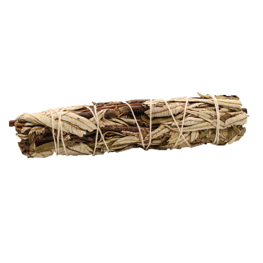 Black Sage 15cm